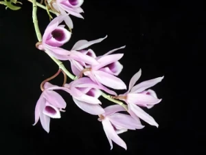 Bild von Dendrobium annosmum 1